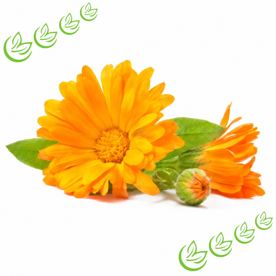 Calendulaöl